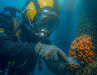 Identificação e Remoção de Coral Sol